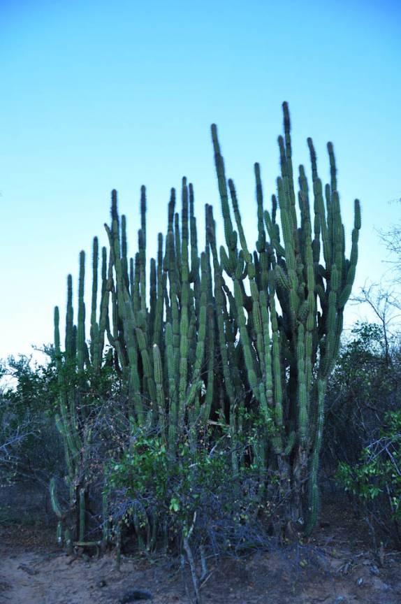 Fim de tarde no Parque Nacional Ten, Agripino Enciso, em La Patria, no noroeste do Chaco - Paraguai
